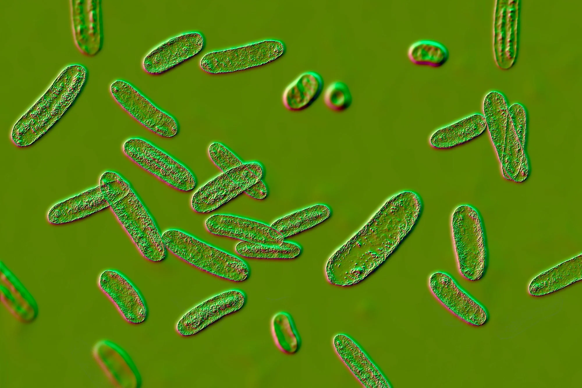L’infection intestinale laisse des « souvenirs » immunitaires durables aux frontières du cerveau chez la souris