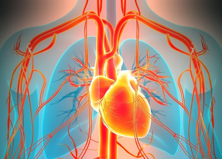 Trop peu ou trop de testostérone peut avoir une incidence sur le rythme cardiaque