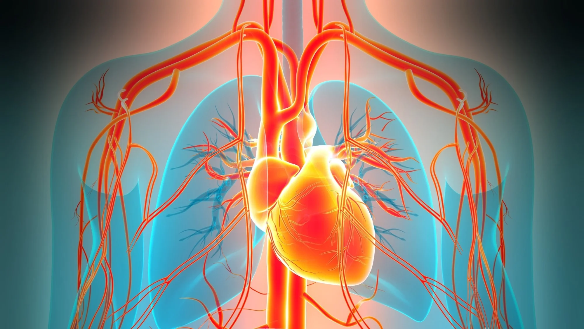 Trop peu ou trop de testostérone peut avoir une incidence sur le rythme cardiaque