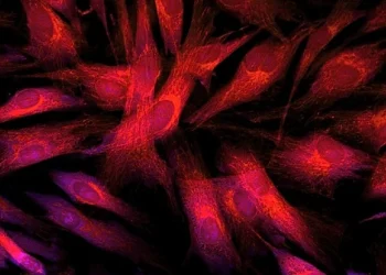 Une nouvelle technique d’imagerie non destructive suit la santé des cellules immunitaires