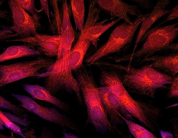 Une nouvelle technique d’imagerie non destructive suit la santé des cellules immunitaires