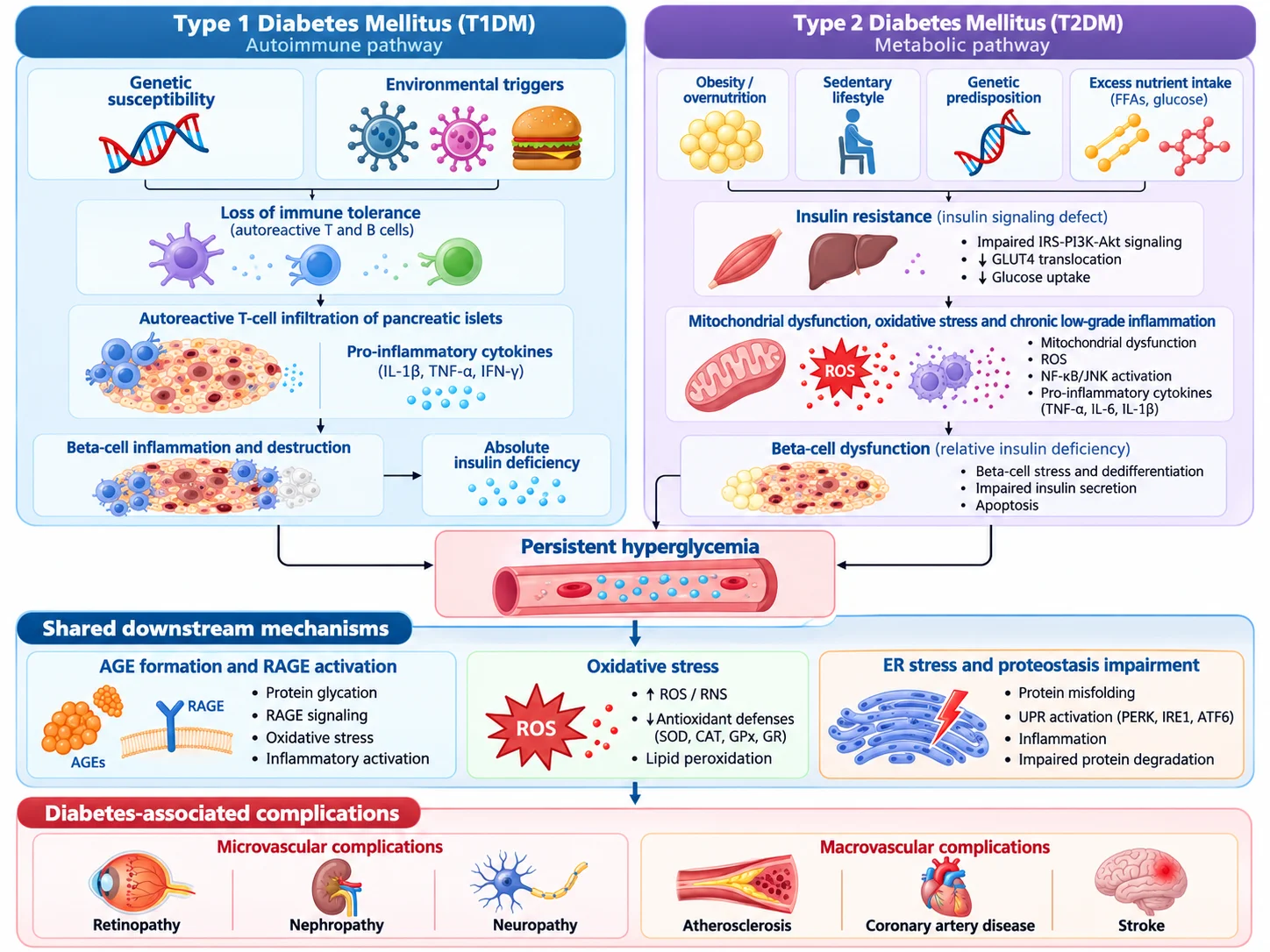 Pathogenèse intégrée du DT1 et du DT2. Le DT1 est initié par la destruction auto-immune des cellules β conduisant à un déficit absolu en insuline, tandis que le DT2 est principalement dû à la résistance à l'insuline et au dysfonctionnement progressif des cellules β. Les deux voies convergent vers l’hyperglycémie, le stress oxydatif et ER, la signalisation AGE-RAGE et l’inflammation, contribuant aux complications diabétiques microvasculaires et macrovasculaires.