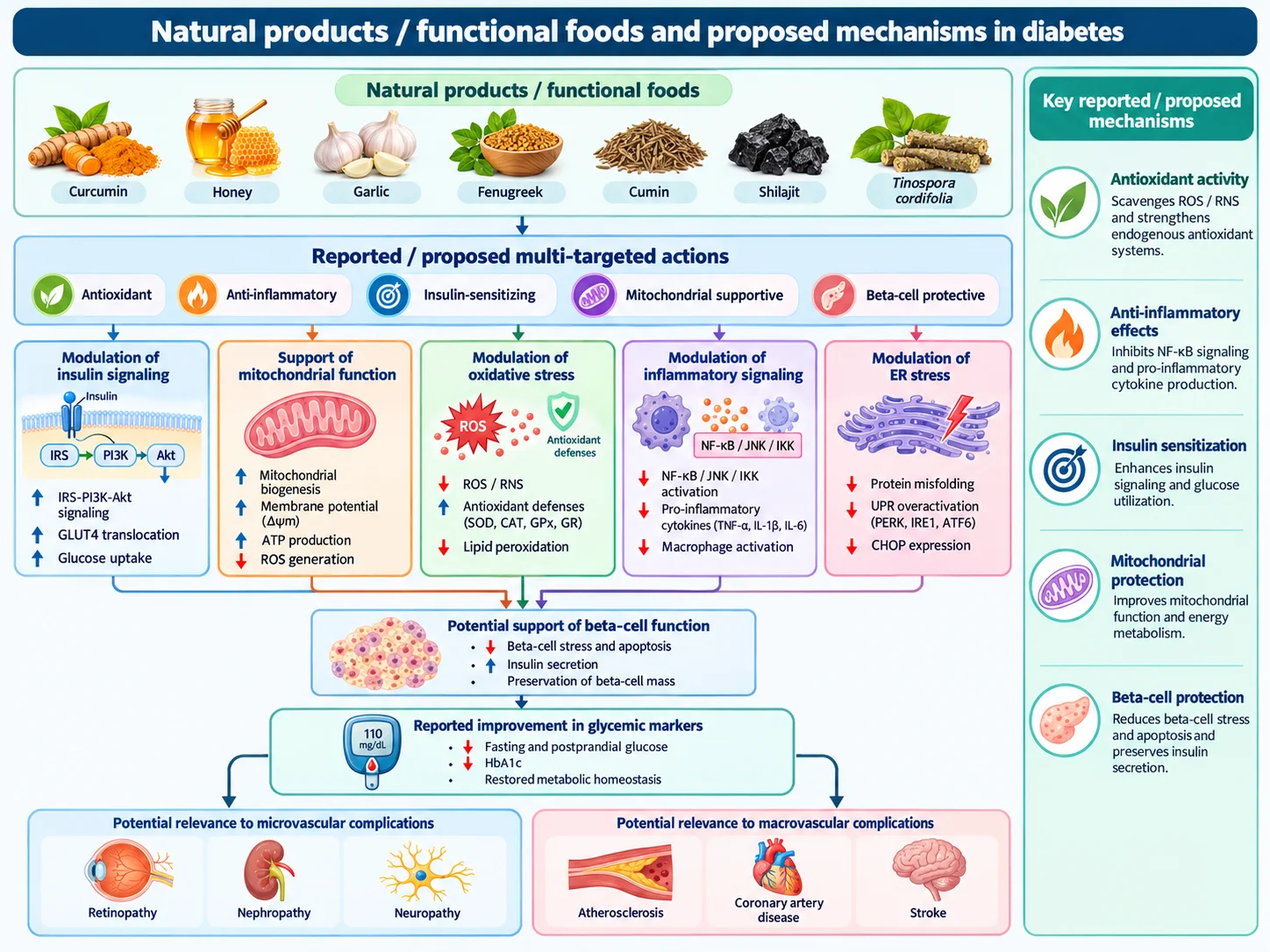 Mécanismes proposés par lesquels les produits naturels et les aliments fonctionnels peuvent influencer le dysfonctionnement métabolique et les complications associées au diabète. Il a été rapporté que la curcumine module la signalisation de l'insuline, le stress oxydatif, les voies inflammatoires, la fonction mitochondriale et le stress du réticulum endoplasmique (RE). Le miel a été associé à des effets antioxydants, anti-inflammatoires et protecteurs mitochondriaux. L'ail peut améliorer la signalisation de l'insuline et les défenses antioxydantes tout en modulant les voies de stress inflammatoire et ER. Le fenugrec a été associé à une meilleure sensibilité à l’insuline, à une réduction du stress oxydatif et de l’inflammation, ainsi qu’à la protection des cellules β pancréatiques. Il a été rapporté que le cumin influence l'absorption du glucose, la signalisation associée à l'AMPK/SIRT1, la fonction mitochondriale et la protéostase. Shilajit a démontré des propriétés potentielles antioxydantes, sensibilisantes à l’insuline et de soutien aux mitochondries. Il a été rapporté que Tinospora cordifolia exerce des effets antioxydants, immunomodulateurs, mitochondriaux et régulateurs du glucose. Les voies présentées représentent des mécanismes rapportés dans des études expérimentales ou cliniques et ne doivent pas être interprétées comme démontrant une causalité directe entre des produits naturels individuels et des complications diabétiques.