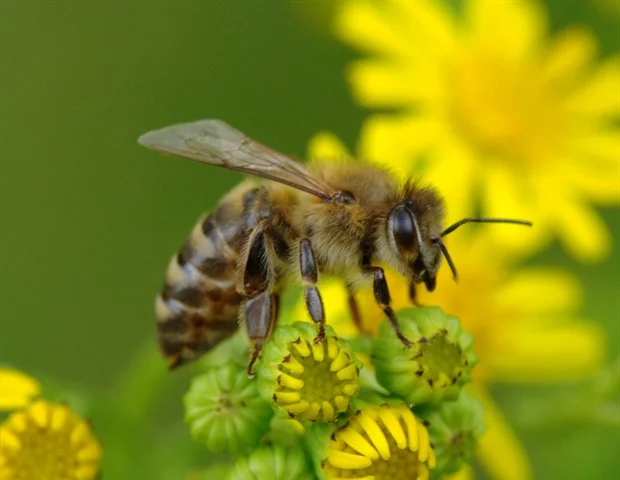 Le miel végétalien pourrait correspondre aux puissantes propriétés antimicrobiennes du mānuka