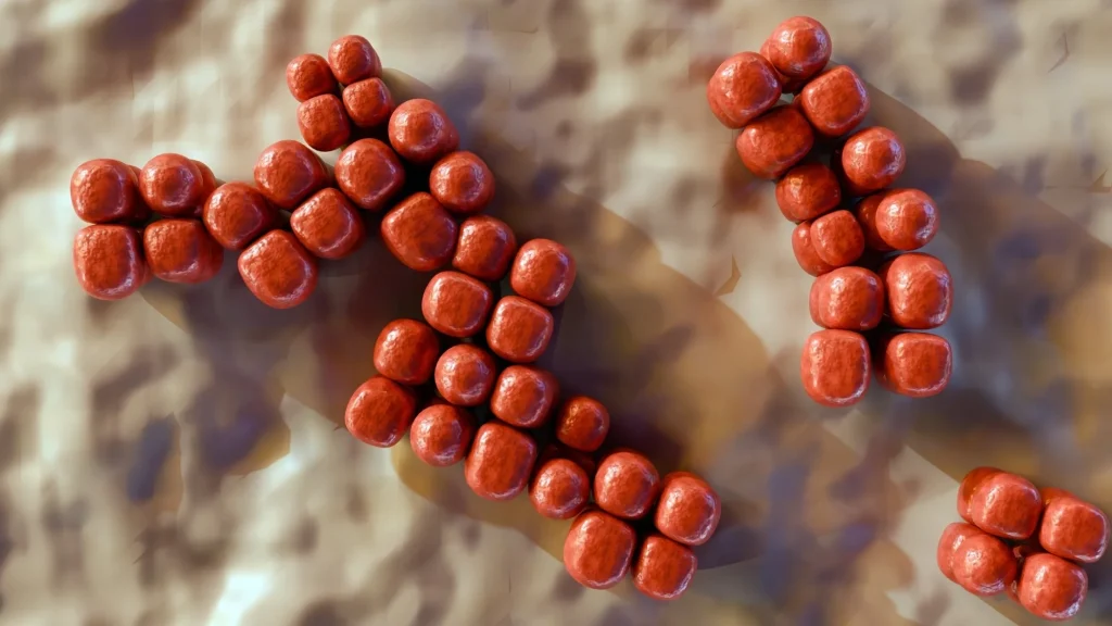 Le sémaglutide modifie les bactéries intestinales chez le rat au-delà de ce qu'explique une consommation réduite