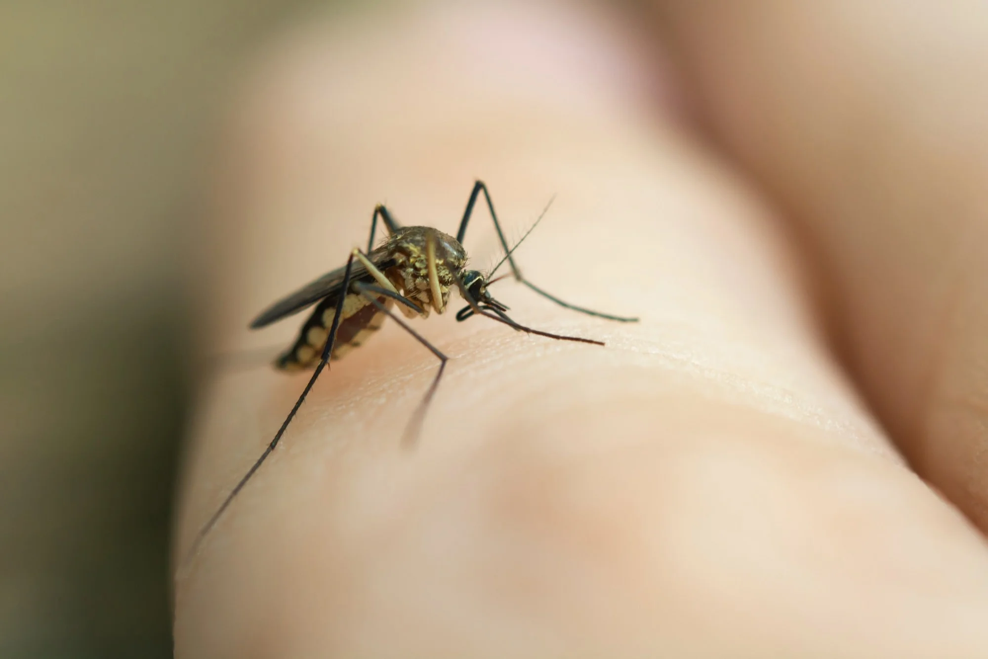 close up mosquito sucking blood from human skin